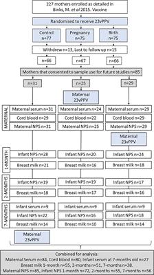 Evidence of maternal transfer of antigen-specific antibodies in serum and breast milk to infants at high-risk of S. pneumoniae and H. influenzae disease